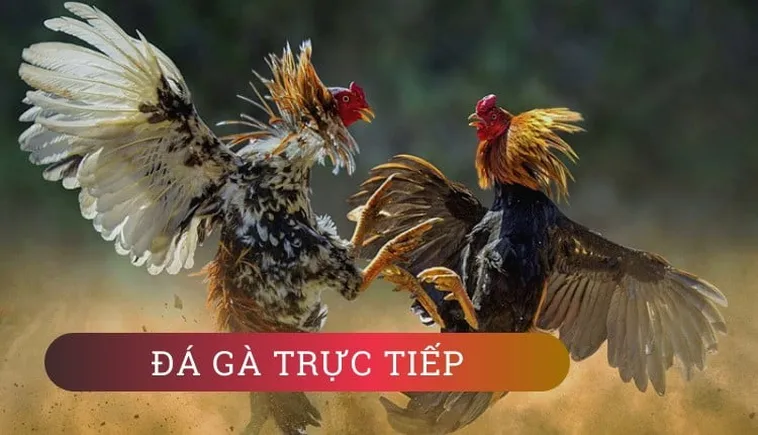 Hướng Dẫn Cách Chơi Đá Gà WS168 Tại FB68 Chi Tiết Nhất 2 Hướng Dẫn Cách Chơi Đá Gà WS168 Tại FB68 Chi Tiết Nhất
